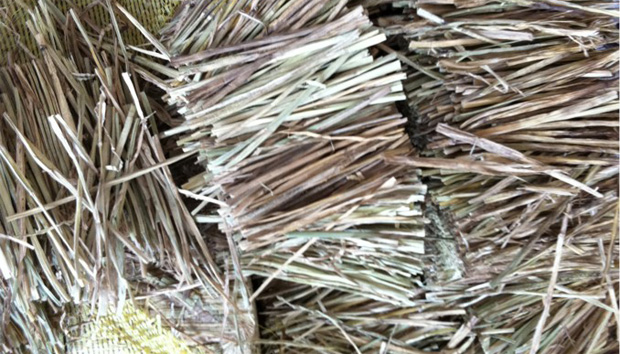 特選稲わら（１５センチ）